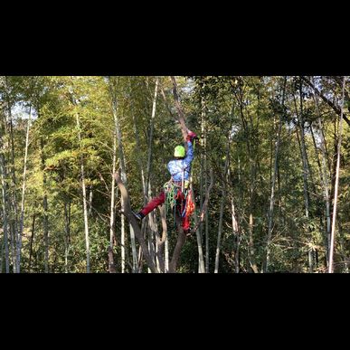 熊本で竹林の伐採を業者に依頼したい方は株式会社黒木山業にご相談ください