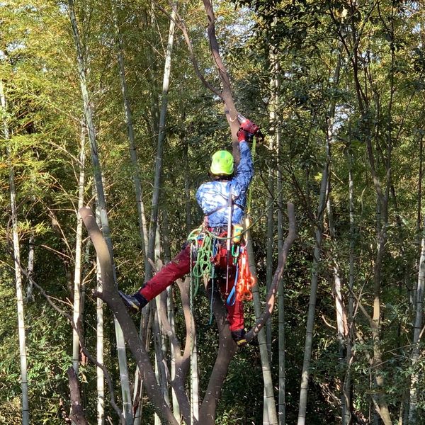 熊本で竹林の伐採を業者に依頼したい方は株式会社黒木山業にご相談ください