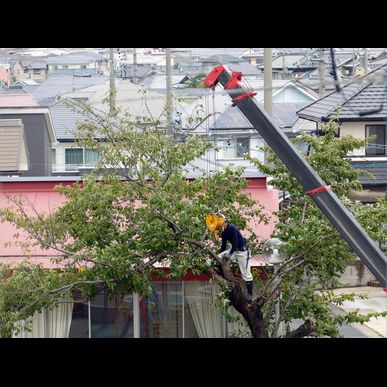熊本で街路樹の伐採でしたら株式会社黒木山業にぜひお任せください