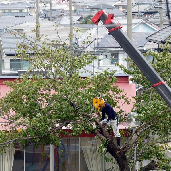熊本で街路樹の伐採でしたら株式会社黒木山業にぜひお任せください