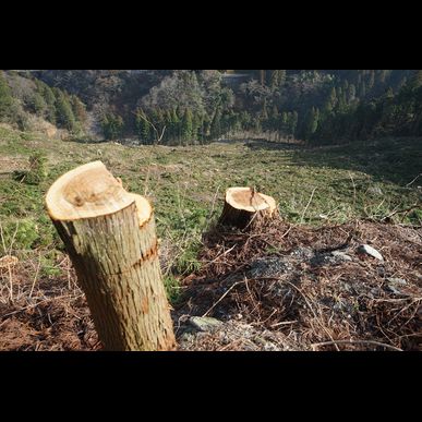 熊本で樹木の伐採を検討されていましたら見積もりについてご相談ください