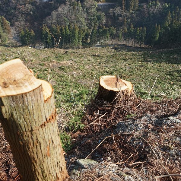 熊本で樹木の伐採を検討されていましたら見積もりについてご相談ください