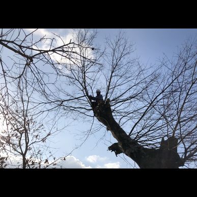 熊本で庭の木などの伐採をお考えの方へ